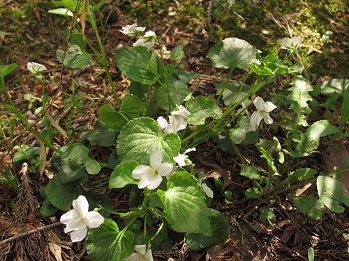 120418082siroootati.jpg