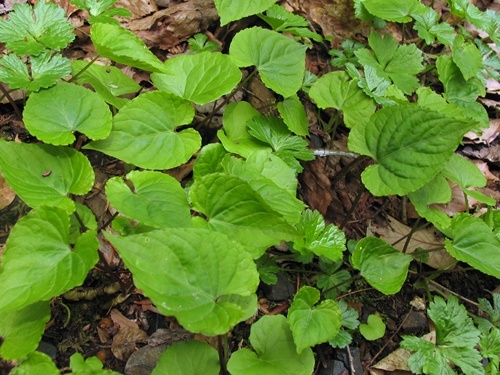 120430080saisin-natua.jpg