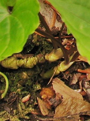 120430080tiakkei.jpg