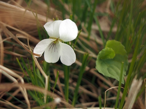 120604089siroakebono.jpg
