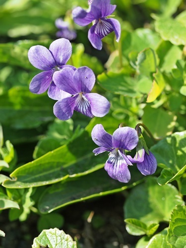 130404004atua.jpg