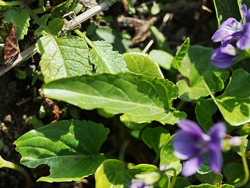 130404008atuba.jpg