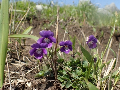 160417090nioitati.jpg