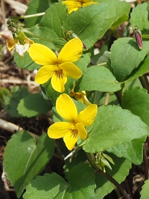 180401101as.jpg