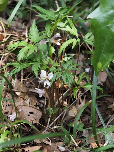 180401139eizan.jpg