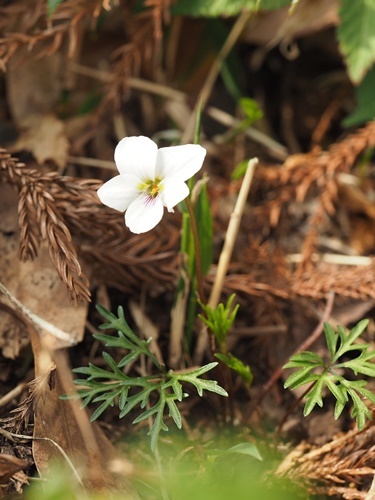 180401157higo.jpg