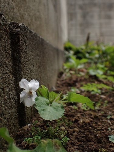 180405002maruba.jpg