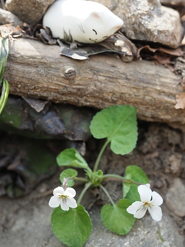 180409097maruba.jpg