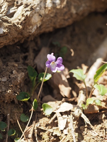 180409121nioitati.jpg