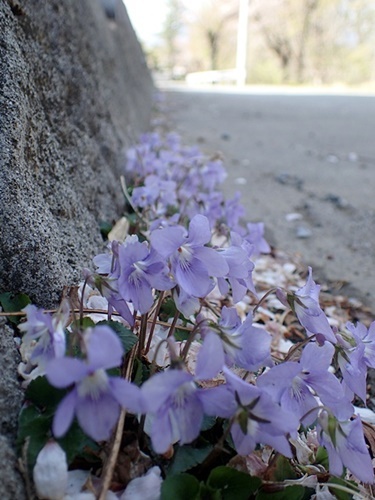 180412191tatitubo.jpg