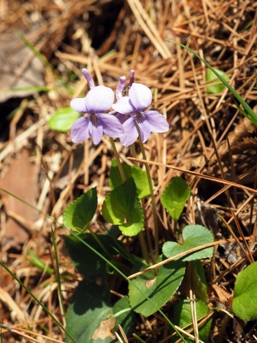 180416062nagahasi.jpg