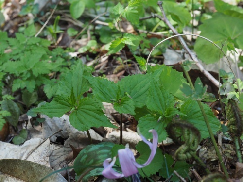 180419006hutige.jpg