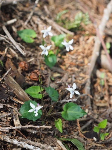 180422079himemiyama.jpg