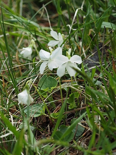 180428039sirotatitubo.jpg