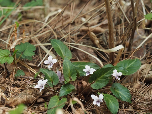 180428186sihaihumoto.jpg