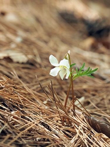 180428216higo.jpg