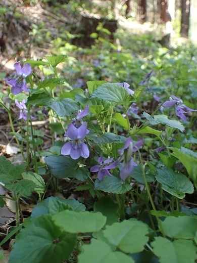 180428252ootatitubo.jpg