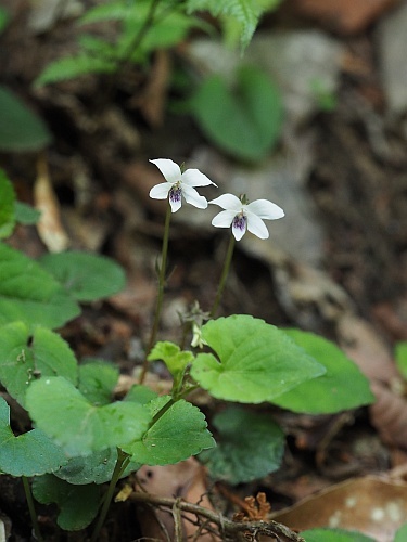180429005-tatituboha.jpg