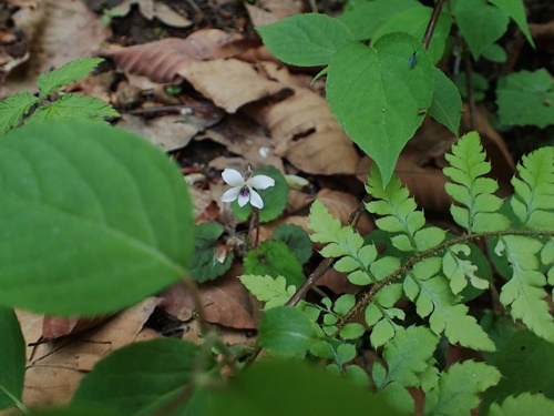 180429012hitotu.jpg