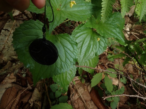 180502014hutige.jpg
