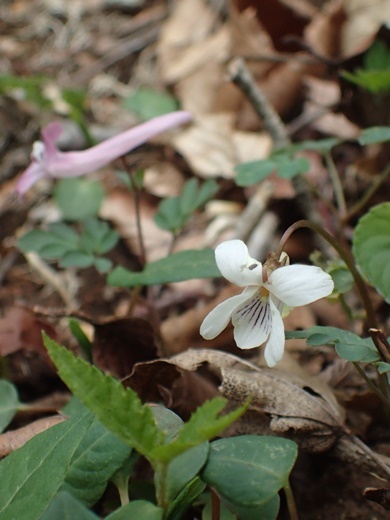 engosaku160416381sikoku.jpg