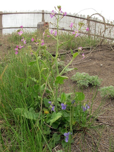 hanadaikon110504129iso.jpg