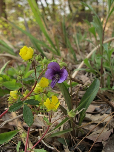 mitubatutiguri110516024sumire.jpg