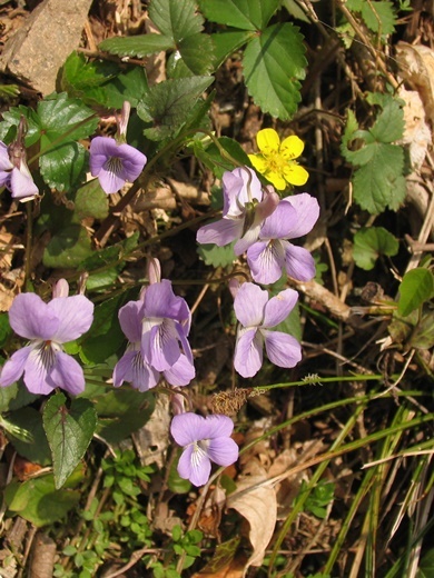 mitubatutiguri120419170nagatatitubo.jpg