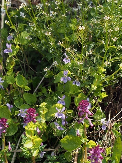 murasakikeman140423204ootati.jpg