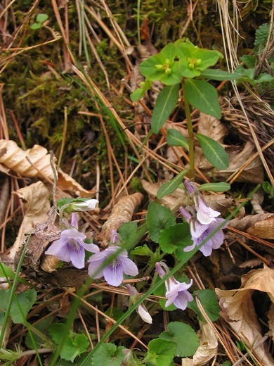 natutodai120429056tatitubo.jpg