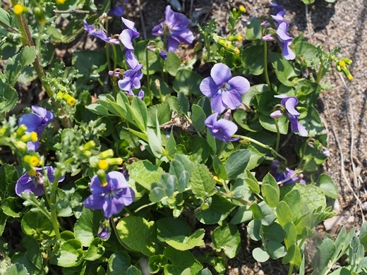 noborogiku140423254iso.jpg