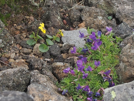 oyamaendo120710109yatugatake.jpg