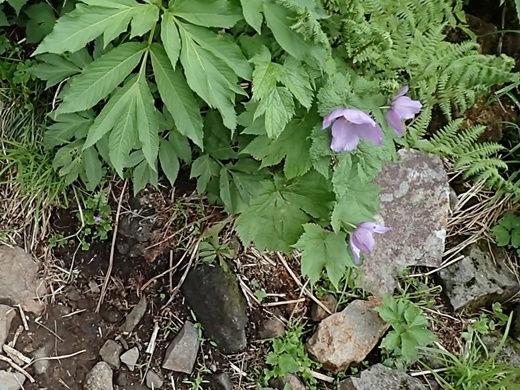 siraneaoi1606221970miyama.jpg