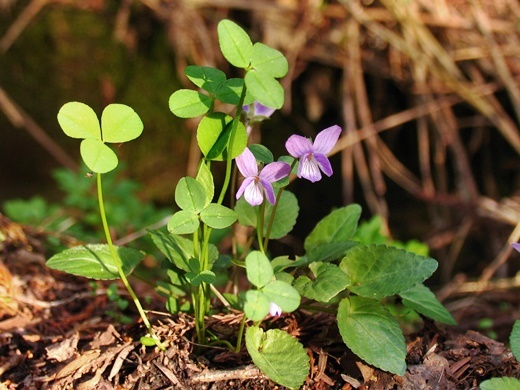 sirotumekusa120428130ko.jpg