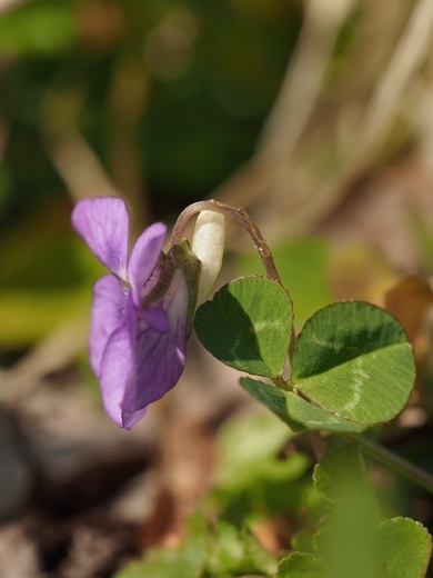 sirotumekusa130425031nioitati.jpg