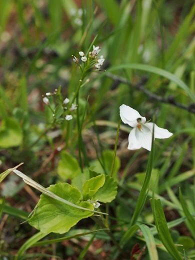tanetukebana130508252siroootati.jpg