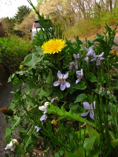 tanpopo070505148tatitubo.jpg