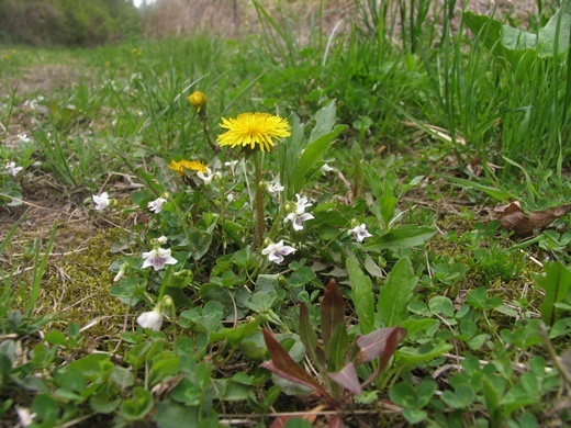 tanpopo090502036nyoi.jpg