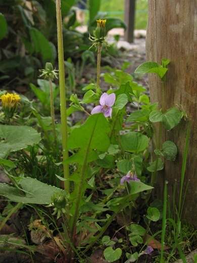 tanpopo100617002ootati.jpg