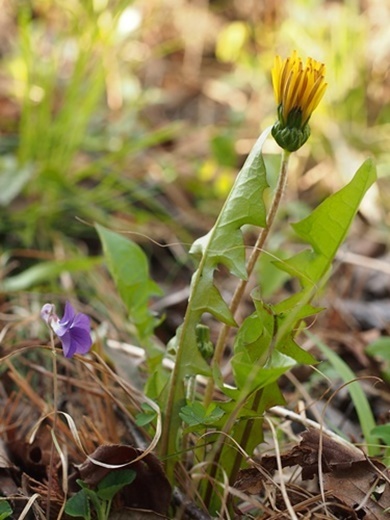 tanpopo130427054nioitatitubo.jpg