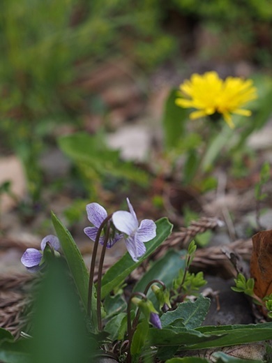 tanpopo140420004ariake.jpg