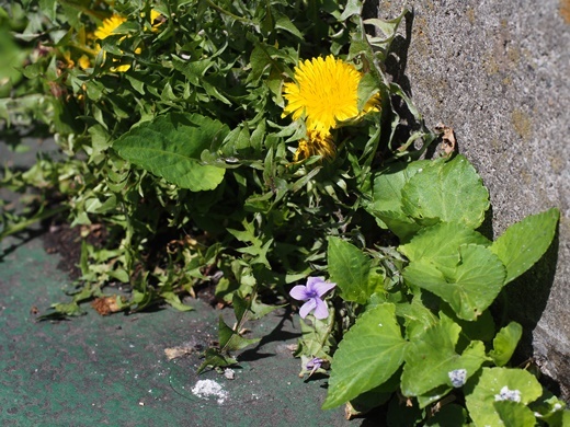 tanpopo160406014ko.jpg