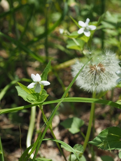 tanpopo180604040ezotati.jpg