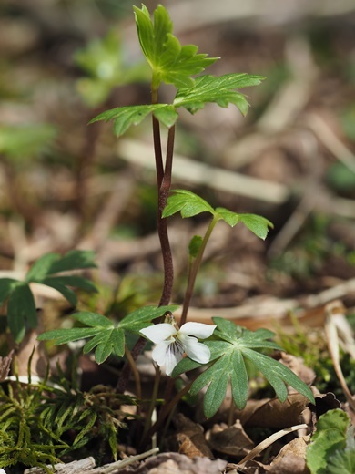 torikabuto180426142sikoku.jpg
