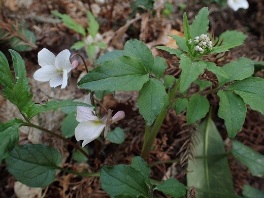 turukanokoso180409100eizan.jpg