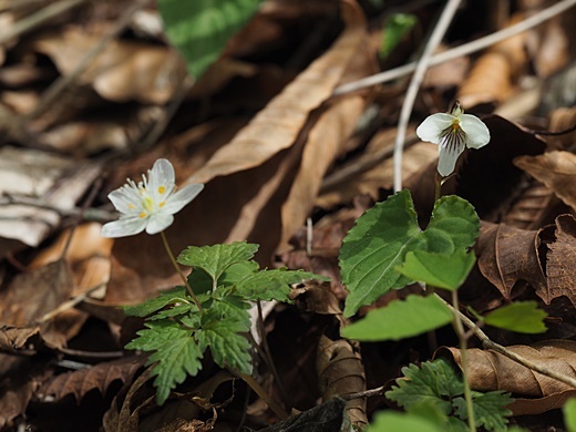 turusirokaneso180426098sikoku.jpg
