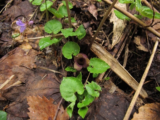 usubasaisin110611097miyama.jpg