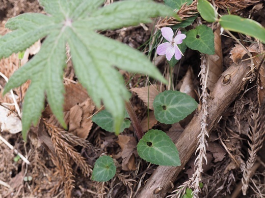 yaburegasa170419012huji.jpg