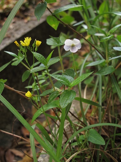 yanaginigana110305227ryukyusiro.jpg