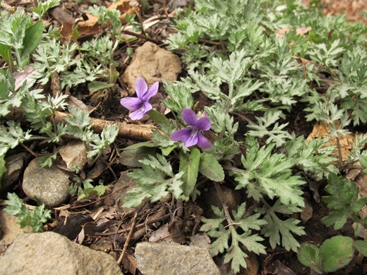yomogi120416024noji.jpg